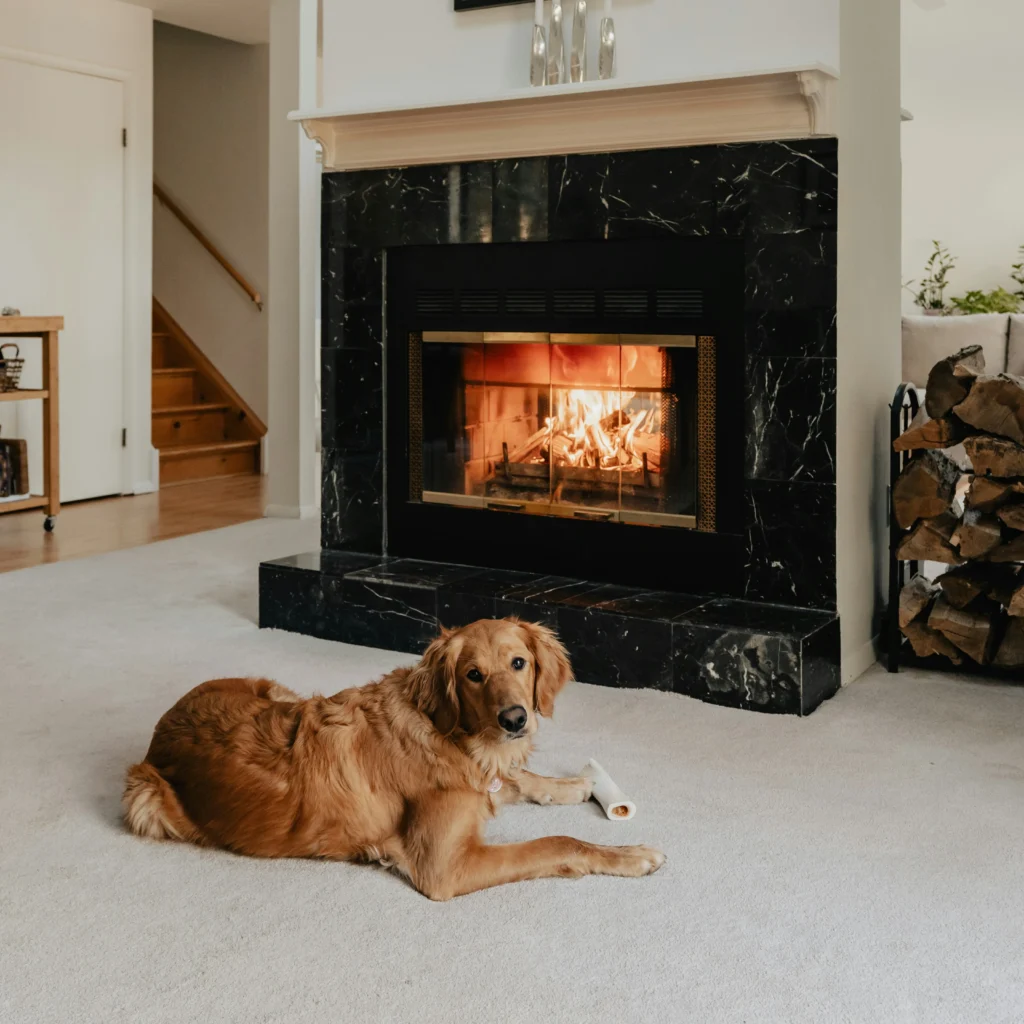 Dog sitting by a fireplace in clean livingroom